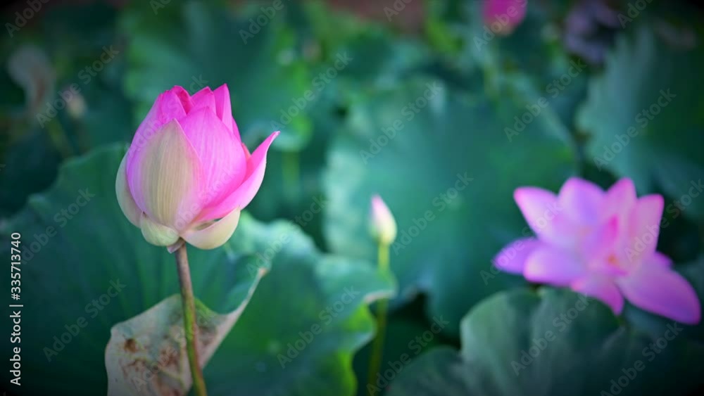 fresh pink lotus flower in garden lotus pond fresh pink lotus flower in garden lotus pond