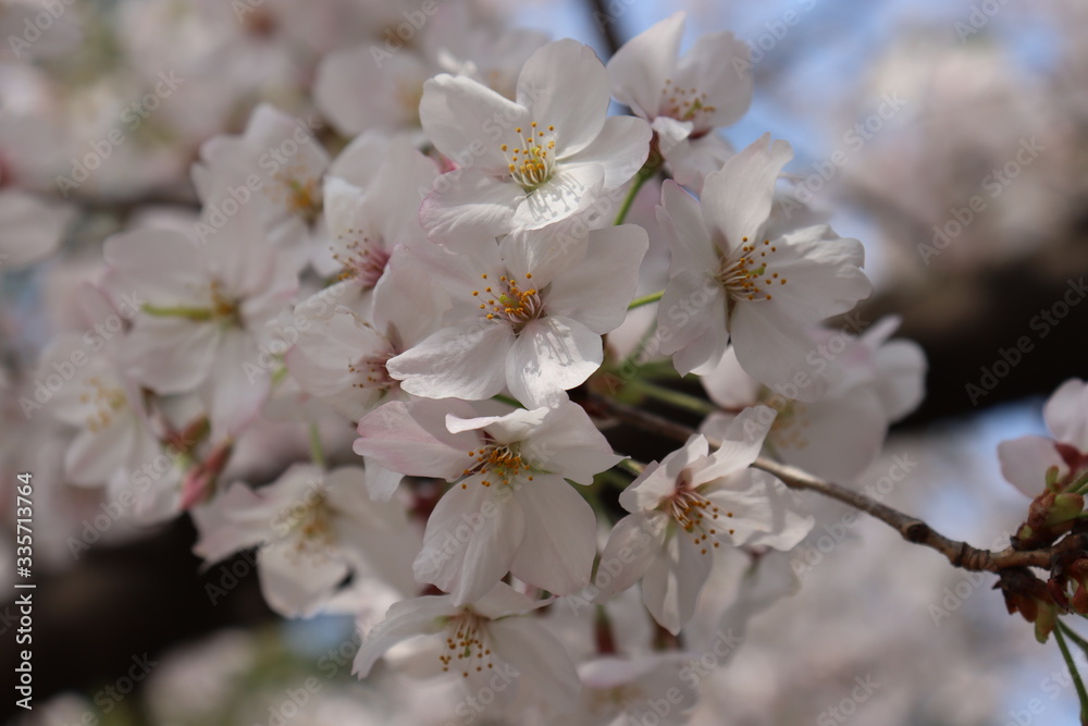 日本の桜 日本の桜