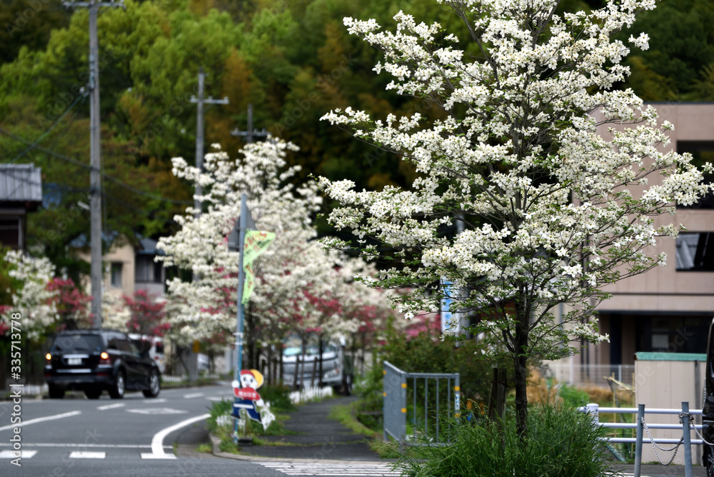 木の花