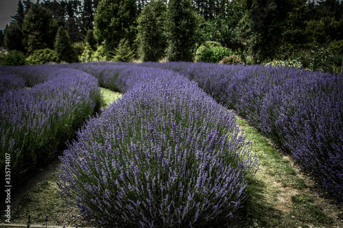 Fototapeta Naklejka Na Ścianę i Meble -  Lavender field 