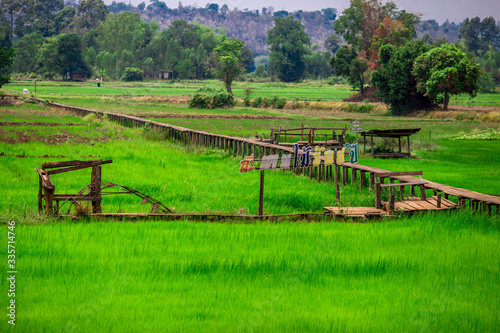 close up view of a green rice field And surrounded by various species of trees, seen in scenic spots or rural tourism routes, livelihoods for farmers
