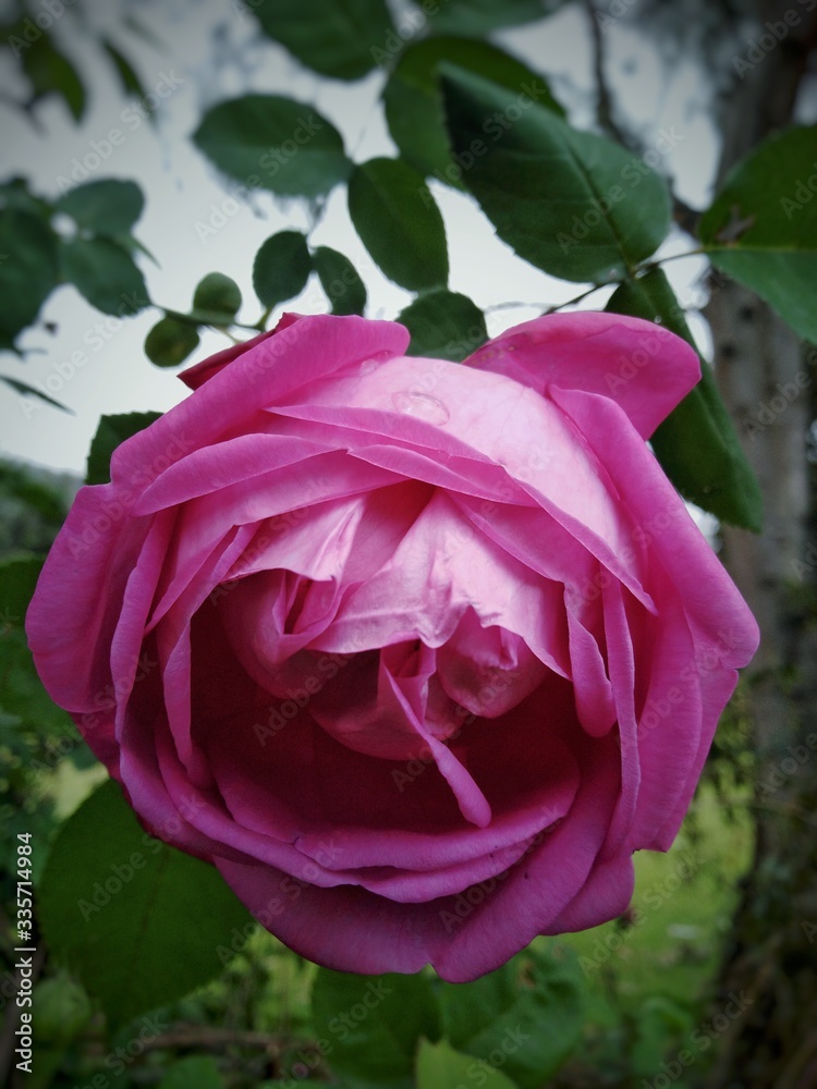 Fototapeta premium pink rose in garden