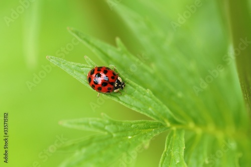  Ladybug on a green leaf on a blurred green background.Spring and summer nature background.Spring and summer season.