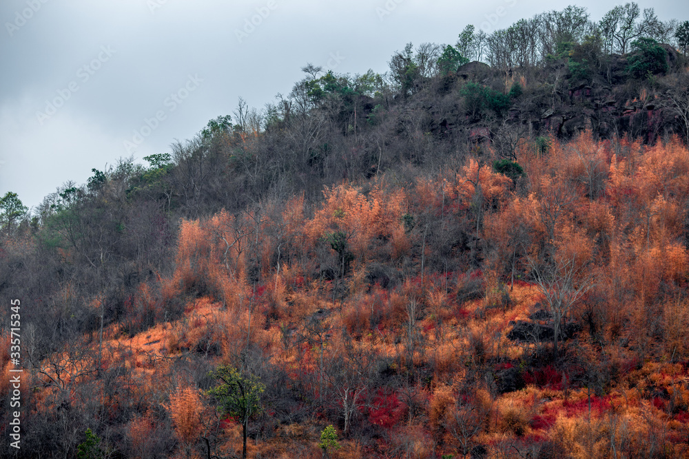 natural background of a group of trees that change color,according to the summer or the deciduous period,the beauty of the ecosystems that change over time natural background of a group of trees that change color,according to the summer or the deciduous period,the beauty of the ecosystems that change over time