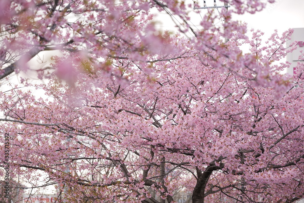 Sakura Beautiful Narita February Japanese 4 Sakura Beautiful Narita February Japanese 4
