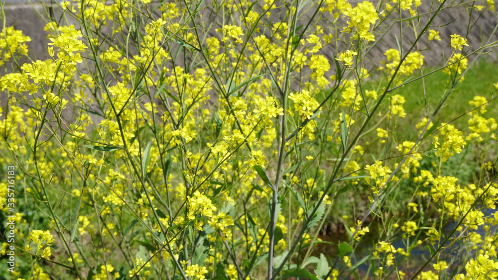 菜の花 菜の花