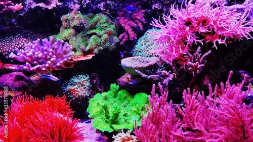 Fototapeta Naklejka Na Ścianę i Meble -  coral fish in aquarium