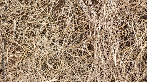 Postharvest Hay at Mon jam, Mea rim District, Chiang Mai Province, Thailand.