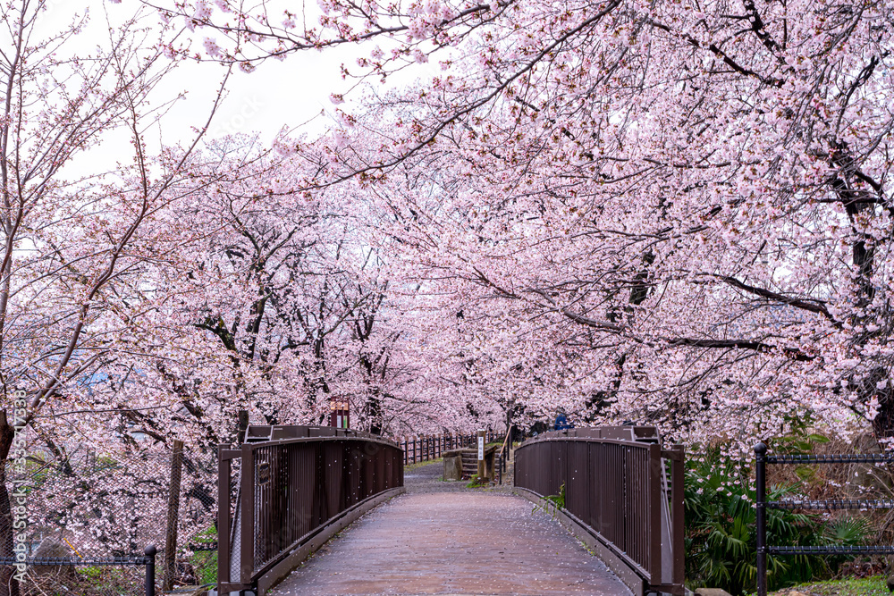 山梨県 勝沼ぶどう郷の甚六桜