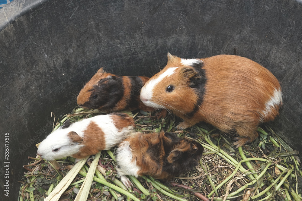 Adorable family of Guinea pig Adorable family of Guinea pig