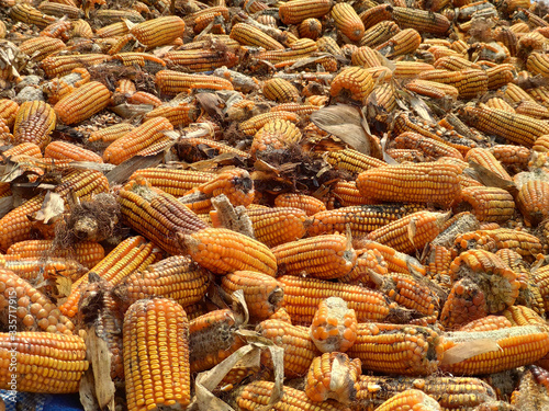 corn rot,The fungi A. flavus and A. parasiticus producer of mycotoxin in corn used for food and animal feed in storage. photo