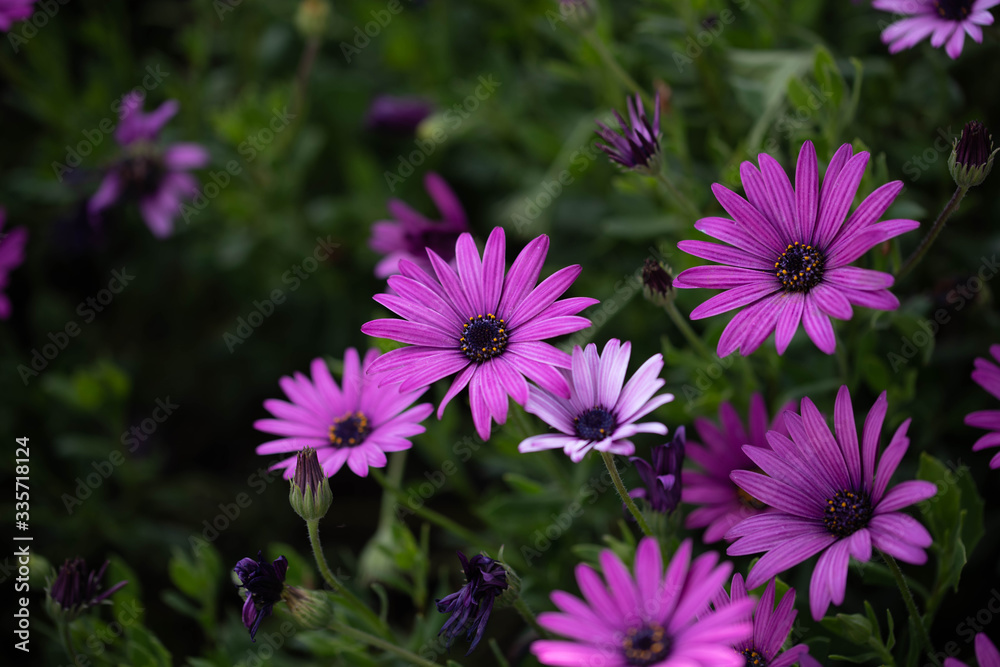 Flowers in a roadside flower garden Flowers in a roadside flower garden