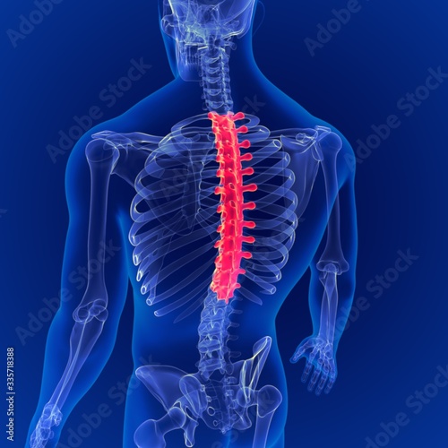 3D Illustration Human Skeleton Vertebral Column Thoracic Vertebrae Anatomy