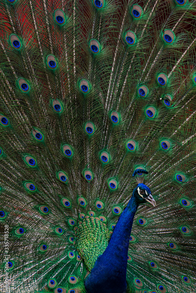Fototapeta premium Portrait peacock with feathers out