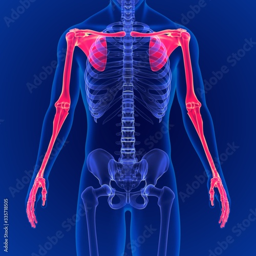 Human Skeleton System Upper Limbs Skeletal Anatomy 3D Illustration
