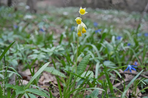 The plant name is Primula Macrocalyx. Primula has about 500 species in traditional treatments, and more if certain related genera are included within its circumscription.