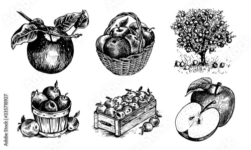 Apples in a basket, apples in a box, Apple on a twig , half an Apple, an Apple with a leaf, Appletree. Vector graphics for labels, menus or packaging design.