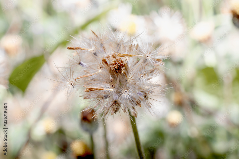 Fototapeta premium Close-up of dried flowers with background blur.