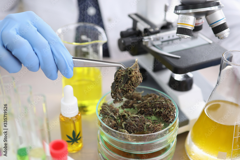 Pharmacist conducts experiment with dried hemp. Promotion and creation cannabis-based medicines. Cannabis study process. Crops and drugs related to therapeutic or medicinal methods - obrazy, fototapety, plakaty 