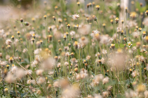 Full frame of small flowers used as a background.