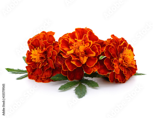 Three orange marigolds.