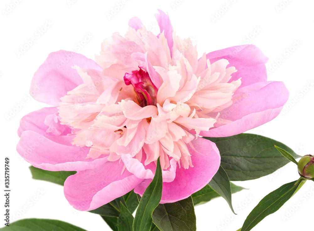 Pink beautiful peony. Pink beautiful peony.