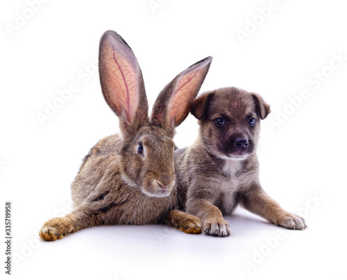 Puppy and rabbit.