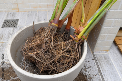 Wallpaper Mural Areca palm repotting. Indoor house plant repotting. Indoor plant care in a small apartment. Entangled root separation. A man shows areca palm roots. Torontodigital.ca