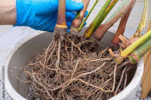 Wallpaper Mural Areca palm repotting. Indoor house plant repotting. Indoor plant care in a small apartment. Entangled root separation. A man shows areca palm roots. Torontodigital.ca