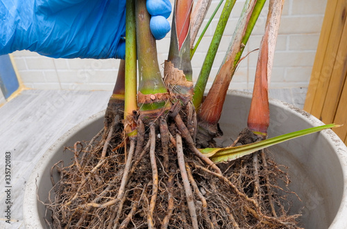 Areca palm repotting. Indoor house plant repotting. Indoor plant care in a small apartment. Entangled root separation. A man shows areca palm roots.
