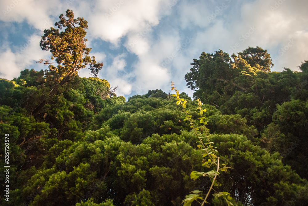 trees in the park