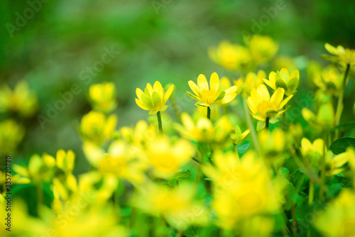 春を告げる様に咲き始める黄色い花ヒメリュウキンカ