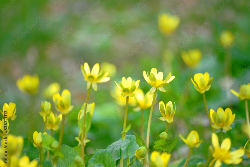 Obraz premium 春を告げる様に咲き始めたヒメリュウキンカ