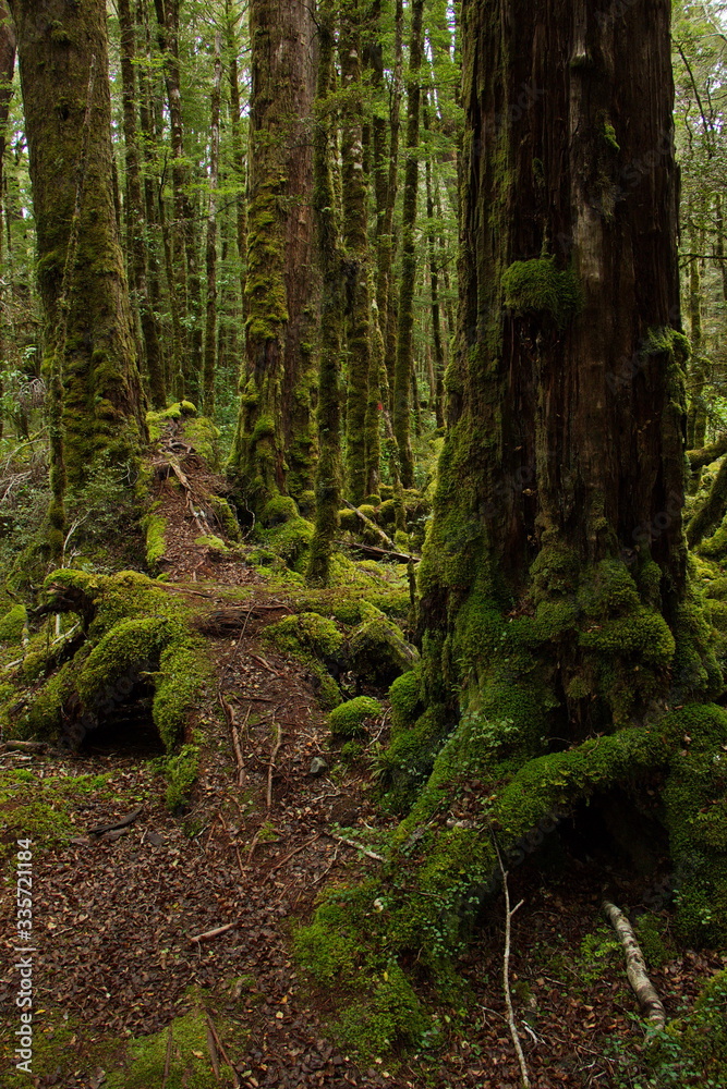 Lake Gunn Nature Walk in Fiordland National Park in Southland on South Island of New Zealand
