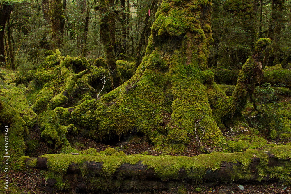 Fototapeta premium Lake Gunn Nature Walk in Fiordland National Park in Southland on South Island of New Zealand 