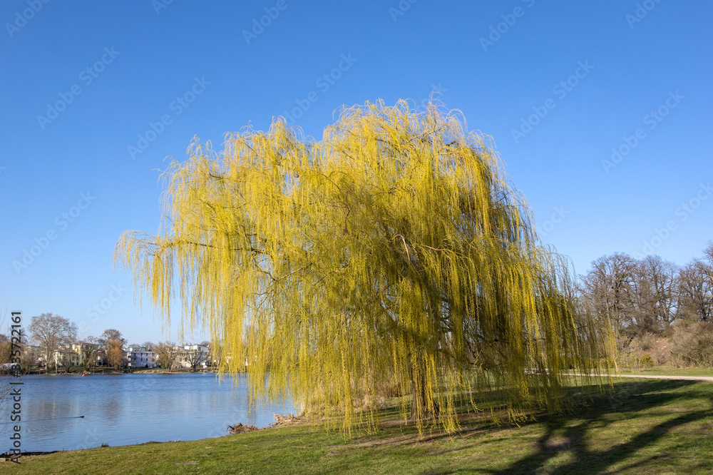 A willow tree stands near the riverside, in front of clear, blue sky