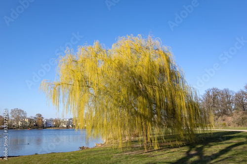 Obraz na płótnie A willow tree stands near the riverside, in front of clear, blue sky w salonie