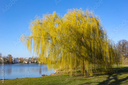 A willow tree stands near the riverside, in front of clear, blue sky