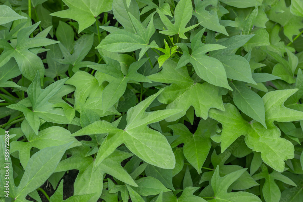 young green leaves of a sweet potato young green leaves of a sweet potato