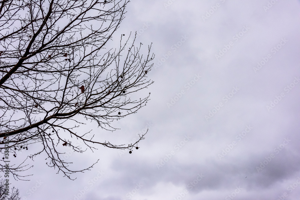 Obraz premium Silhouette shot of tree branches in winter