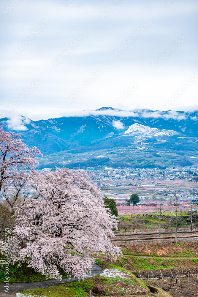 山梨県 勝沼ぶどう郷の甚六桜