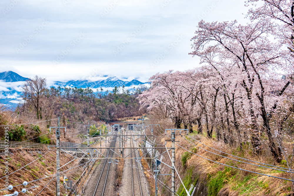 山梨県 勝沼ぶどう郷の甚六桜 山梨県 勝沼ぶどう郷の甚六桜