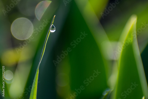 Dew drops on the grass. In the morning, spring. Copy space. Close-up.
