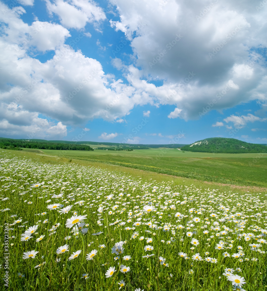 Beautiful camomile meadow in mountain at day. Beautiful camomile meadow in mountain at day.