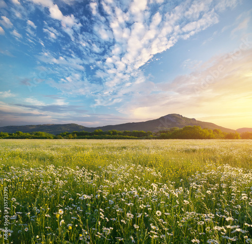 Beautiful sunny camomile meadow in mountain at sunset