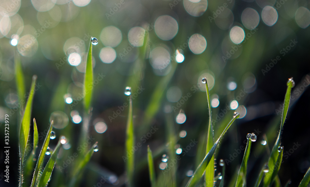 Fototapeta premium Dew drops on the grass. In the morning, spring. Copy space. Close-up.