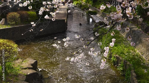神奈川の川崎市二ヶ領用水(にかりょうようすい)の桜と花いかだ