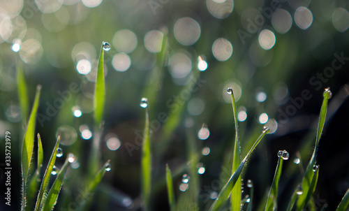 Fototapeta Naklejka Na Ścianę i Meble -  Dew drops on the grass. In the morning, spring. Copy space. Close-up.