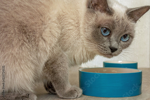 Portrait of a Siamese cat sitting in front of an empty bowl for food and looking at the camera.
