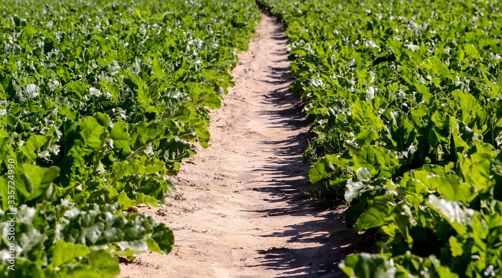 A large field of sugar beet with large cumulus clouds in the blue sky. A large field of sugar beet with large cumulus clouds in the blue sky.